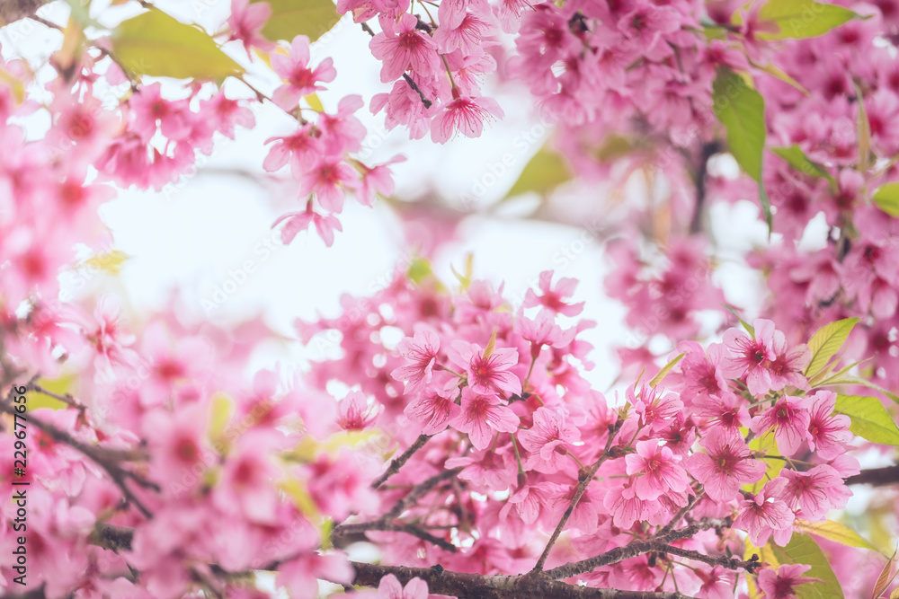 Pink sakura flower bloom in spring season. Vintage sweet cherry blossom soft tone texture background.