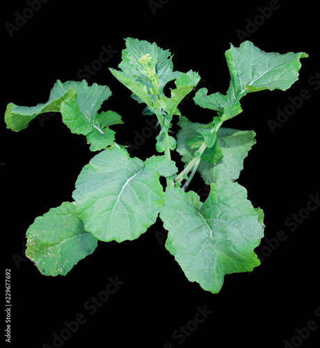 Cuadro en lienzo Canola plant beginning stem elongation with black background.
