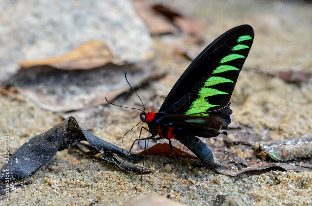 アカエリトリバネアゲハ 値段交渉◎ アカエリトリバネアゲハ ♂ 蝶 標本 アンティーク調 - メルカリ