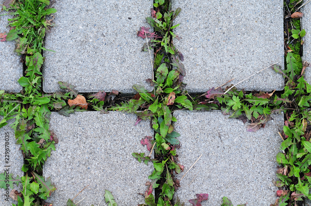 weed growing between concrete pavers Stock Photo Adobe Stock
