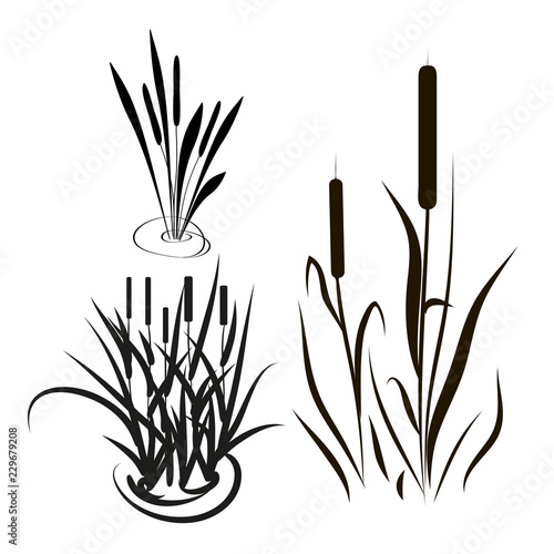 Bulrush, sedge. Set. Silhouette. Black picture.