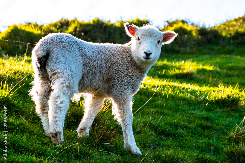 Obraz premium sheep grazing on the green farm. Fresh sunny with a warm light day. A sheep staring at the photographer.