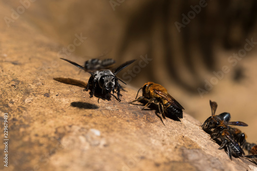 Bees eating salt lick on the salty rock in nature © Kitti bowornphatnon