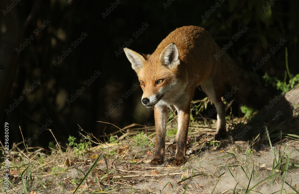 A beautiful Red Fox (Vulpes vulpes) hunting for food on an island at the edge of a lake.
