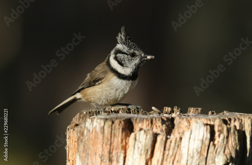 A rare Crested Tit (Lophophanes cristatus) perching on a wooden tree stump with food in its beak in the Abernathy forest in the highlands of Scotland. 