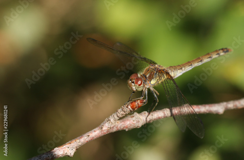 A hunting Common Darter Dragonfly (Sympetrum striolatum) perched on a twig at the edge of woodland. © Sandra Standbridge