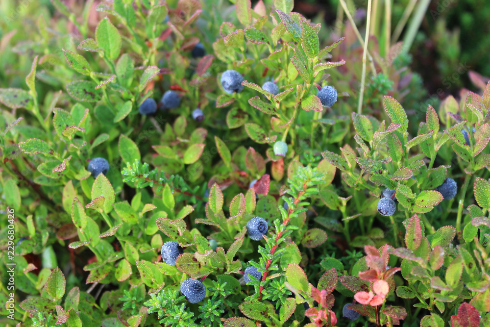 The blueberry Bush in the drops of dew The blueberry Bush in the drops of dew