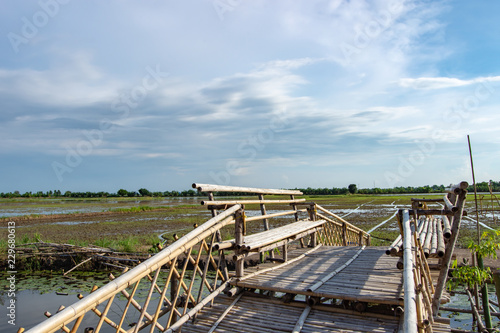 Bamboo bridge across the lotus pond background in paddy fields.