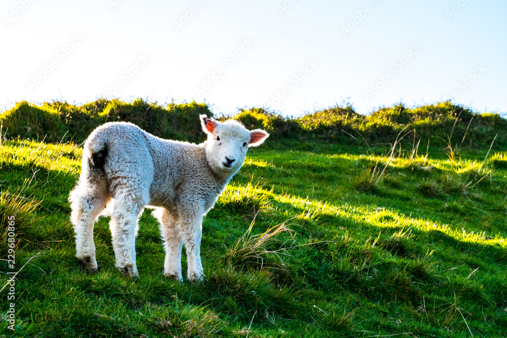Obraz premium sheep grazing on the green farm. Fresh sunny with a warm light day. A sheep staring at the photographer.