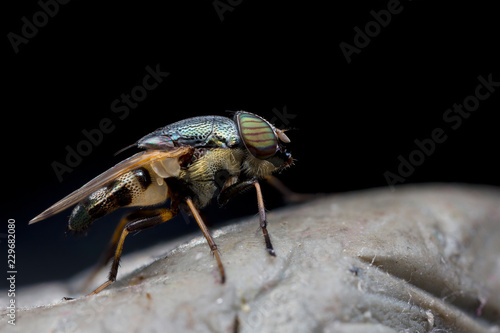 close up fly photo