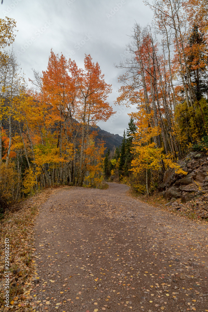 Mountain road in the fall, autumn aspens