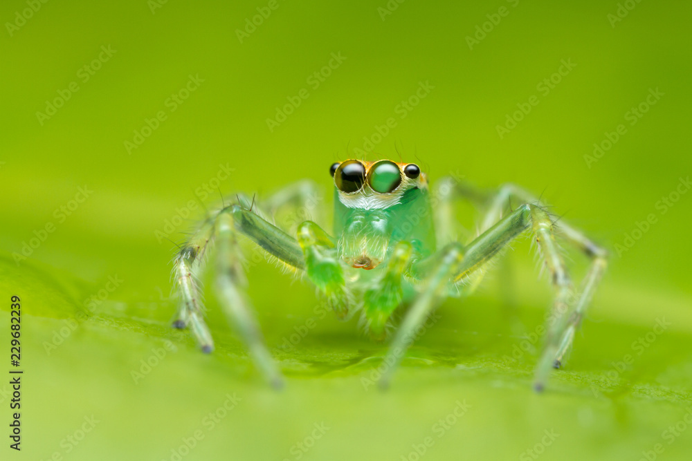 jumping spider on green leaf in nature jumping spider on green leaf in nature