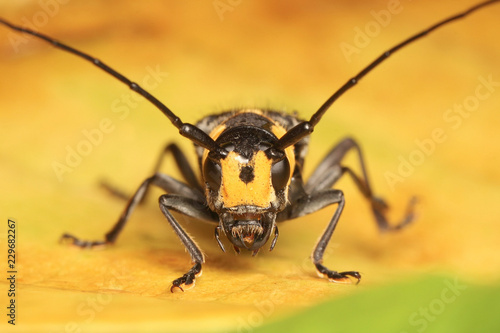 Long horned Beetle on yellow leaf © feeling lucky