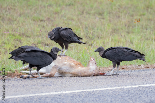 Vultures picking apart a deer carcass