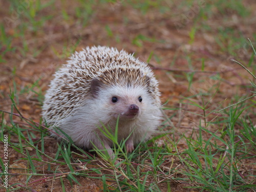 Cute hedgehog on a natural background.