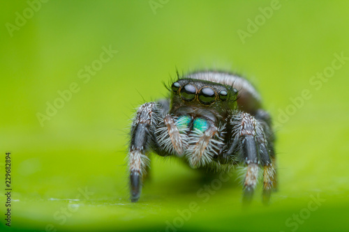 jumping spider on green leaf in nature