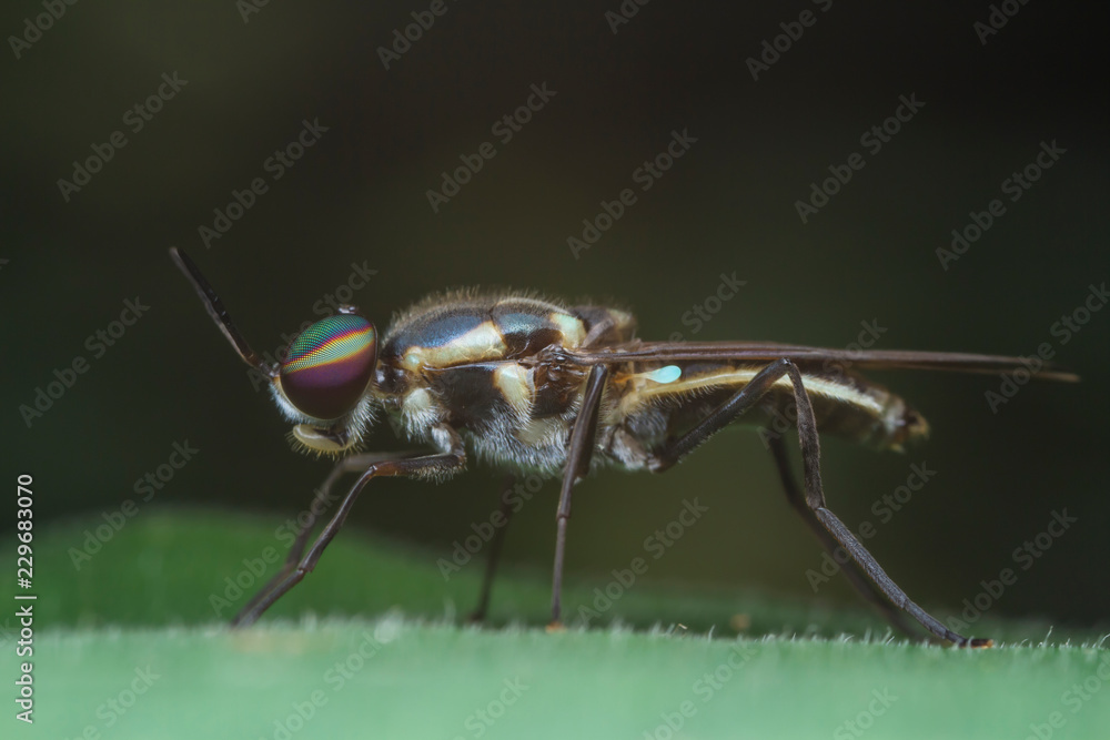 Fototapeta premium soldier fly on green leaf