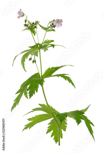 Wood cranesbill, geranium sylvaticum isolated on white background photo