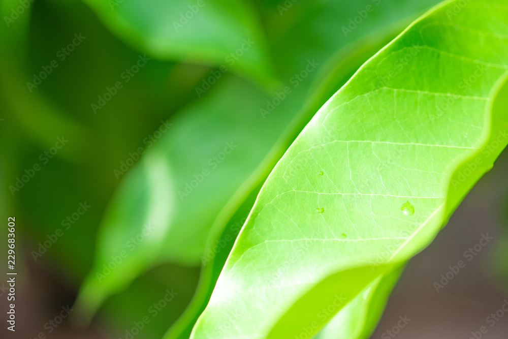 Texture of green leaves for background. Texture of green leaves for background.