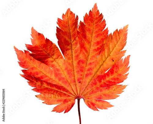 Yellow sheet of Japanese maple on a white background