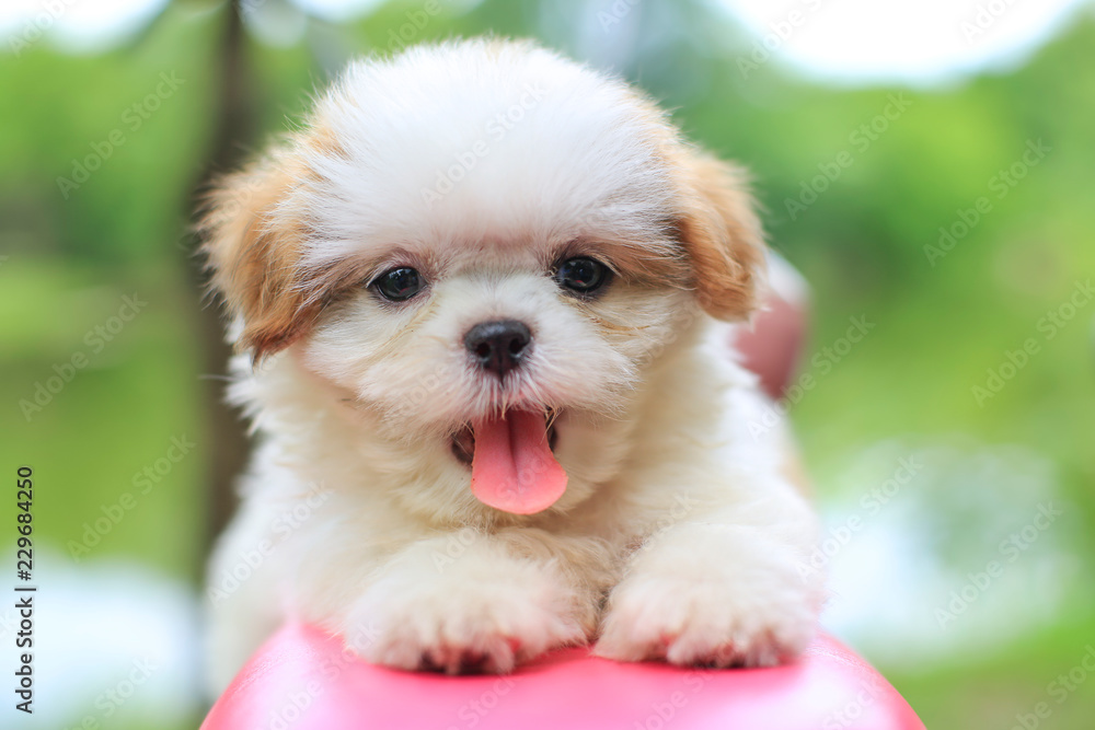 closeup cute puppy