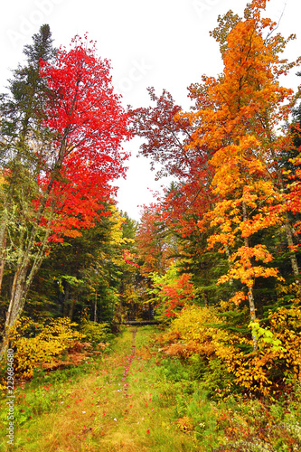 Fall foliage along a trail in Carrabasset, Maine.