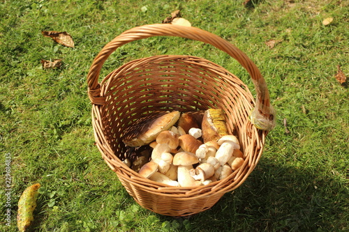 fresh mushrooms in the basket in nature
