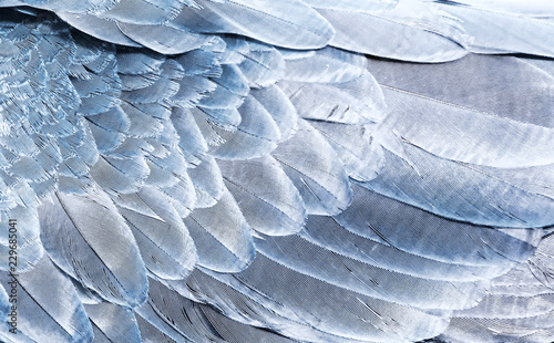 Fragment of parrot wings in silver color for background. Texture of bird feathers