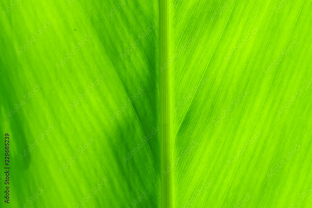 Texture of green leaves for background. Texture of green leaves for background.