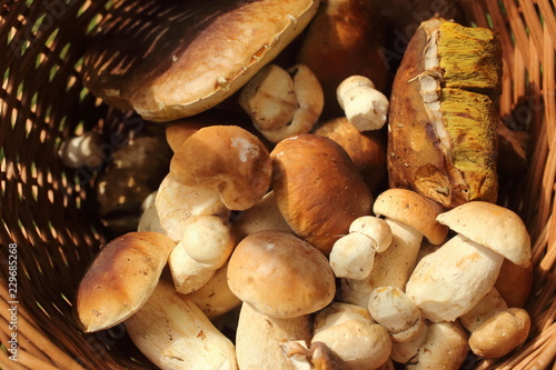 fresh mushrooms in the basket in nature