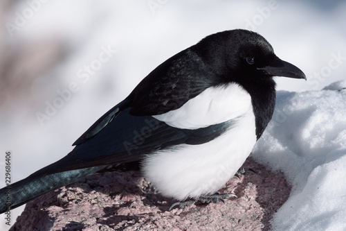 Black-billed Magpie perched in the Rocky Mountains  Colorado