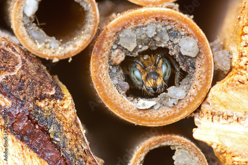 Wild solitary bee Osmia rapunculi (Syn. Chelostoma rapunculi), male looks before ecloses out of the nest hole in a hollow reed stem of an insect hotel. 