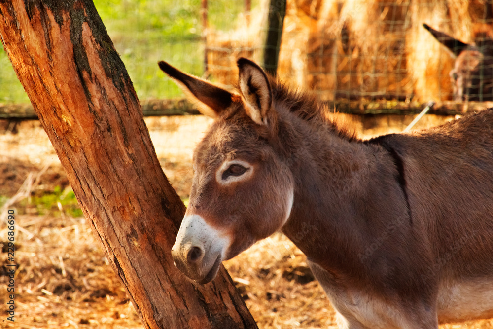 Fototapeta premium Donkey in a ranch