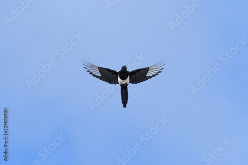 Black-billed Magpie in flight in the Rocky Mountains, Colorado © Tabor Chichakly