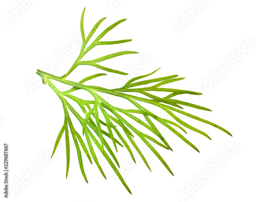 fresh green dill isolated on white background. macro