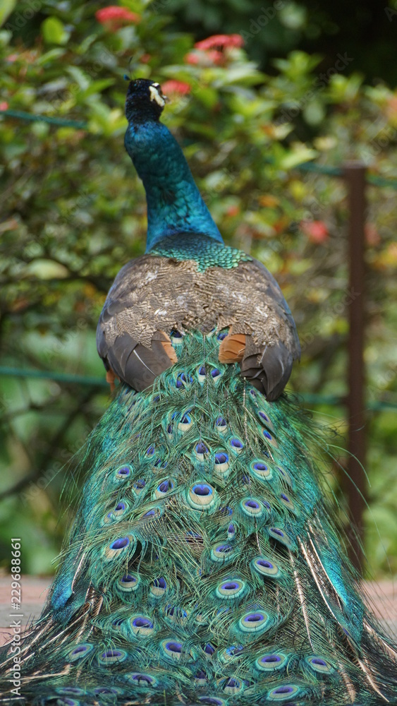 Obraz premium The Indian peafowl or blue peafowl, a large and brightly coloured bird, is a species of peafowl native to South Asia, but introduced in many other parts of the world