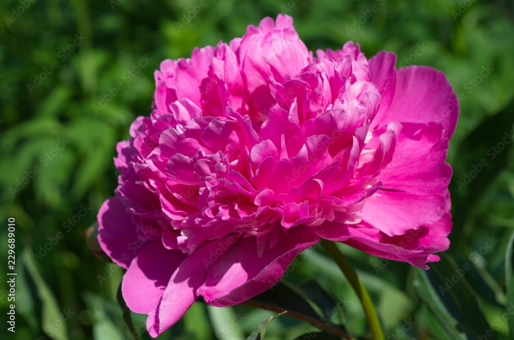 Obraz premium Blooming pink peony (lat. Paeonia) close-up