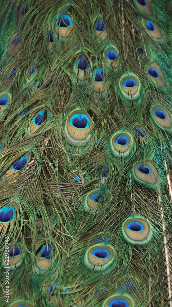 Obraz premium The Indian peafowl or blue peafowl, a large and brightly coloured bird, is a species of peafowl native to South Asia, but introduced in many other parts of the world