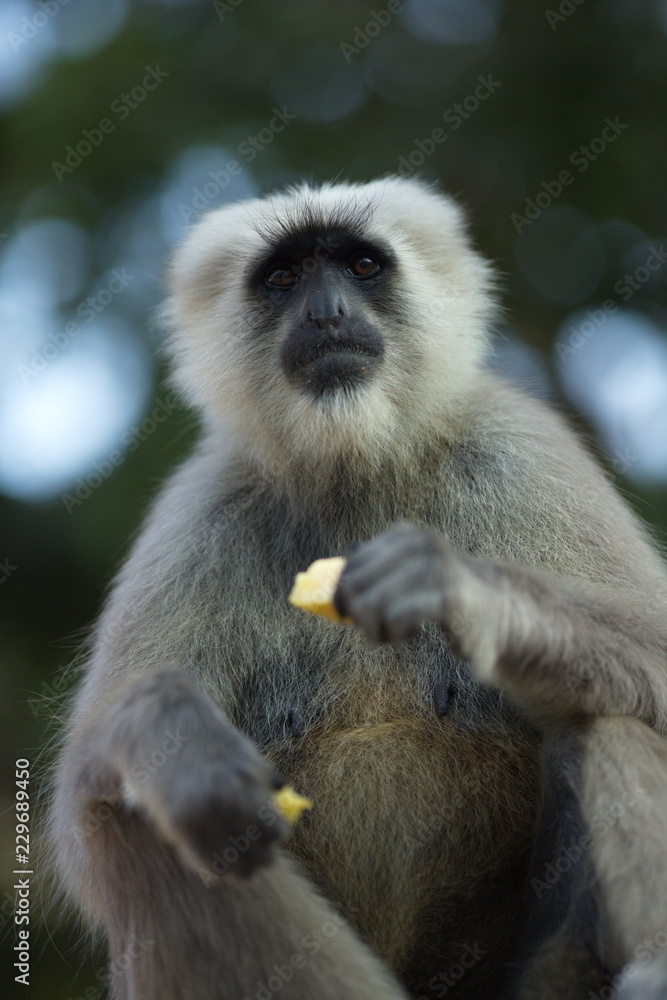 Fototapeta premium monkey