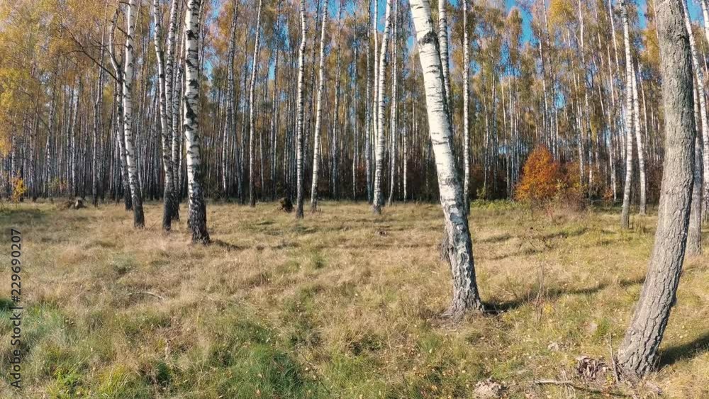 golden autumn in a birch grove on a clear day. golden autumn in a birch grove on a clear day.