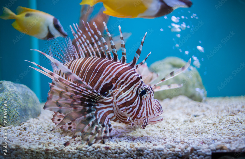 Lion fish in aquarium Lion fish in aquarium