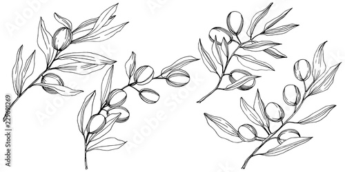 Olive tree in a vector style isolated. Black and white engraved ink art. Full name of the plant: Branches of an olive tree. Vector olive tree for background, texture, wrapper pattern, frame or border.