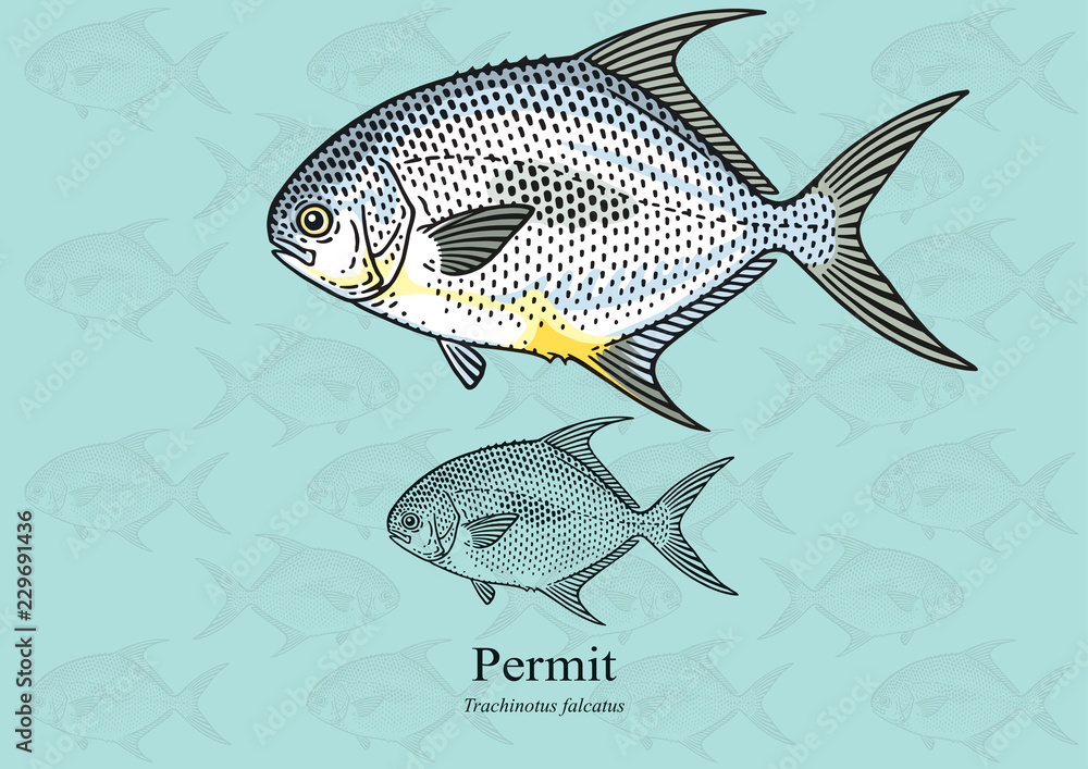 Fototapeta premium Permit Fish, Cobbler. Vector illustration with refined details and optimized stroke that allows the image to be used in small sizes (in packaging design, decoration, educational graphics, etc.)