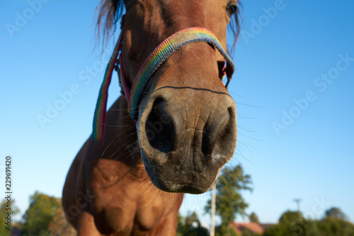 Fototapeta Naklejka Na Ścianę i Meble -  Brown horse muzzle close up