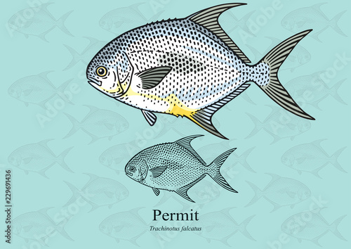 Permit Fish, Cobbler. Vector illustration with refined details and optimized stroke that allows the image to be used in small sizes (in packaging design, decoration, educational graphics, etc.)