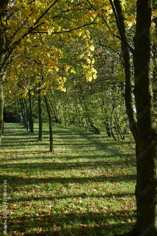 Small trees in park, yellow leaves on branches, sun shine through and make nice shadows at autumn season