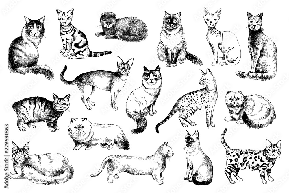 16 hand drawn cat breeds