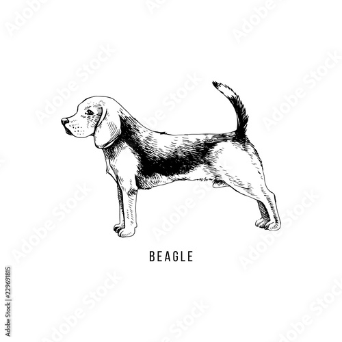 Hand drawn beagle