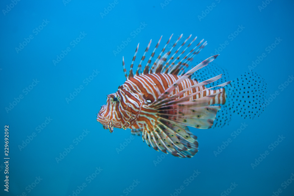 Lion fish in aquarium Lion fish in aquarium