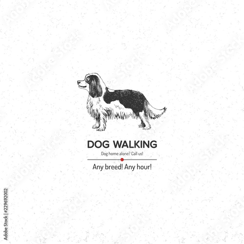 Background with King Charles Spaniel for dog walking business